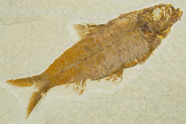 Detailed Fossil Fish (Knightia) - Wyoming #355644